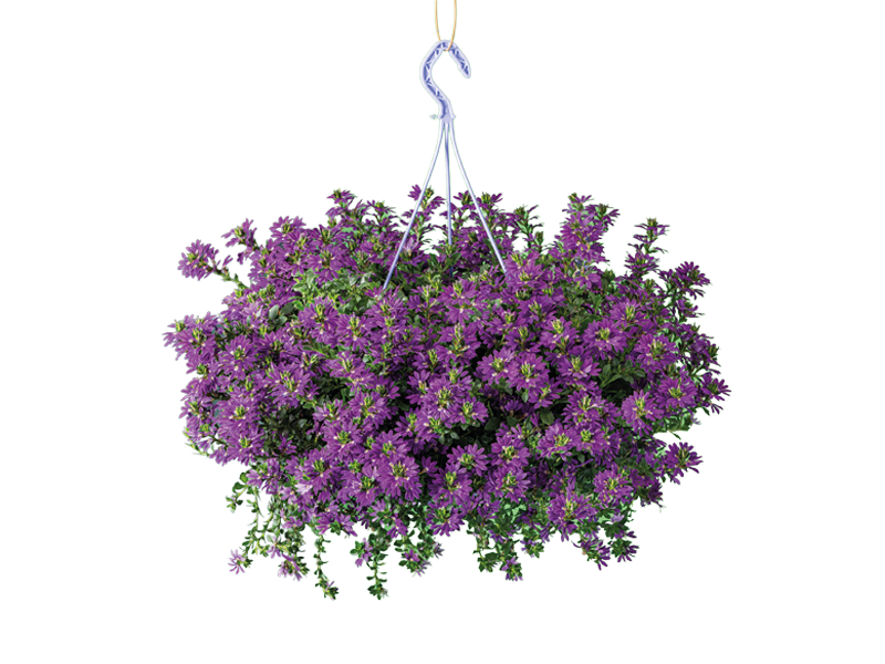 Hanging baskets